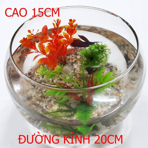 Hồ Mới Setup Bao Lâu Thì Thả Cá? Hướng Dẫn Cho Người Mới