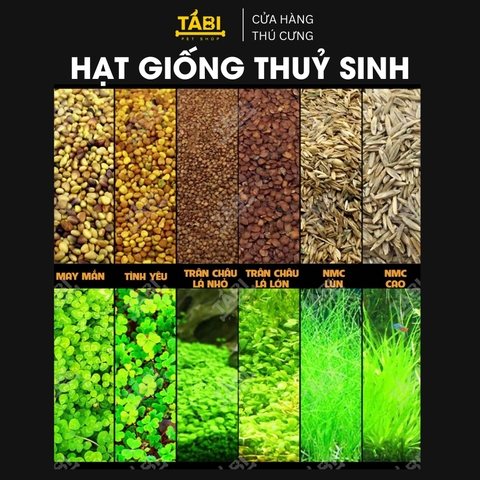 Hạt giống thủy sinh cho hồ cá - Hạt giống trân châu, có trái tim, cỏ may mắn, ngưu mao chiên 10G/ Túi