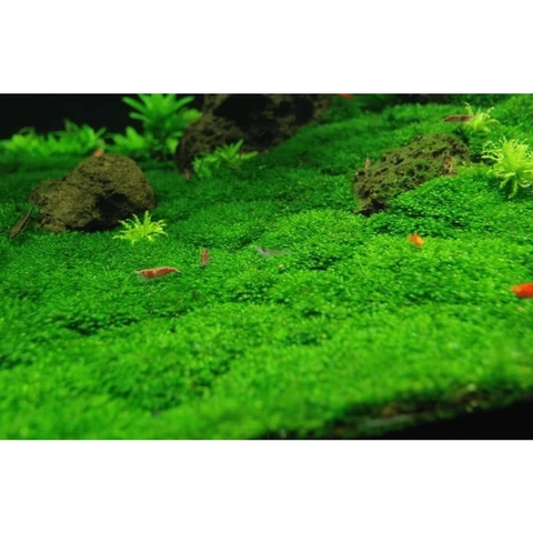 Rêu Minifiss, Mini Taiwan, Trân Châu Lá Nước Trãi Nền Trang Trí Hồ Cá Thủy Sinh