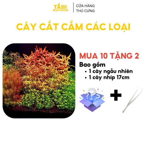 Cây Cắt Cắm Thuỷ Sinh Trang Trí Hồ Cá, Bể Cá Thuỷ Sinh [CẮT CẮM]