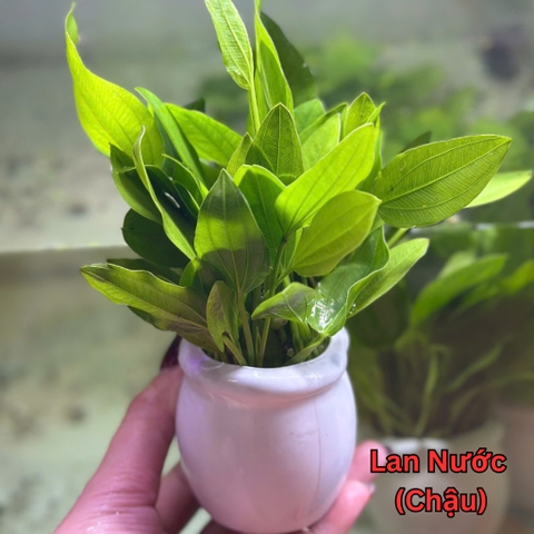 Lan Nước Cây Cắt Cắm Thủy Sinh Các Loại Gắn Napad, Gắn Giá Thể, Chậu, Vỉ Cho Hồ Cá, Bể Cá
