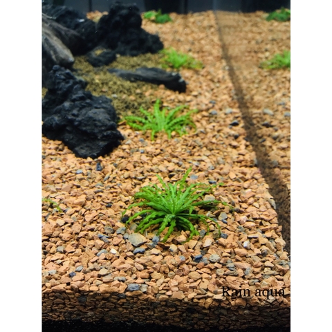 1KG Sạn Gốm Ceramic Soil - Giá Thể Trải Nền Hồ Cá Thủy Sinh [1KG SẠN GỐM CERAMIC]