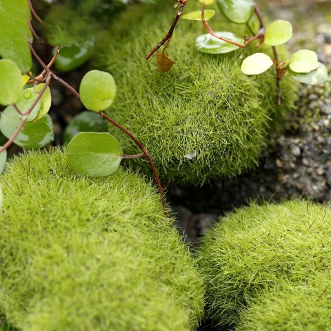 Đá Rêu Giả Bằng Xốp Trang Trí Trang Trí Hồ Cá, Bể Cá, Chậu Cây, Tiểu Cảnh Terrarium [ĐÁ RÊU GIẢ]