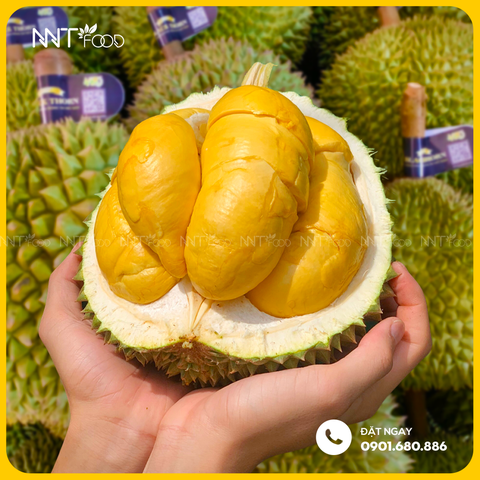 SẦU RIÊNG GAI ĐEN BLACK THORN