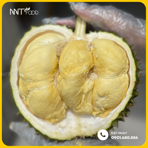 SẦU RIÊNG SỮA CHÍN HOÁ