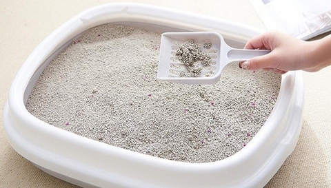 Cát vệ sinh cho mèo nên dùng loại nào? Hướng dẫn cách tự làm cát mèo tại nhà