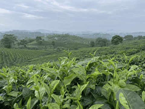 Trà Tân Cương Thái Nguyên – Hương Cốm Thanh, Vị Đượm, Hậu Ngọt Sâu
