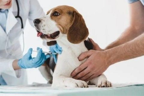 7 Lợi Ích Cỏ Lúa Mì Cho Mèo Bạn Không Nên Bỏ Qua