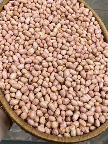 Lạc dé đảo Lý Sơn