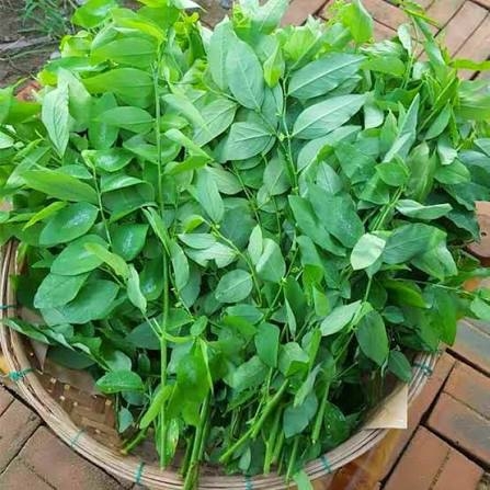 Rau bồ ngót hữu cơ ĐL - TPT