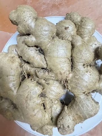 Gừng sẻ hữu cơ ĐL - TPT