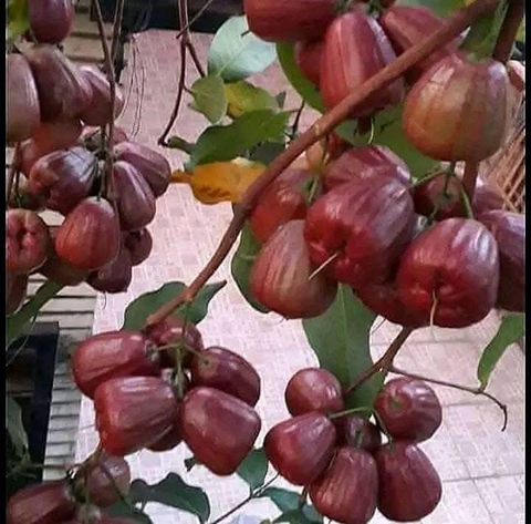 Mận Dalhari Thái Lan