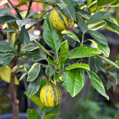 Cam Cẩm Thạch