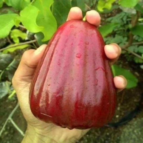 Mận Dalhari Thái Lan