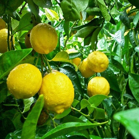 CHANH VÀNG MỸ
