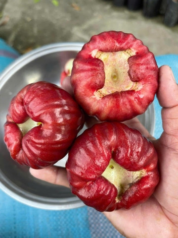 Mận Đỏ Kiến Lộc