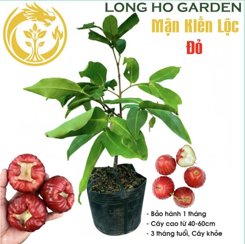 Mận Đỏ Kiến Lộc