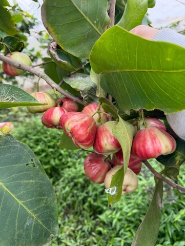 Mận Kiến Lộc