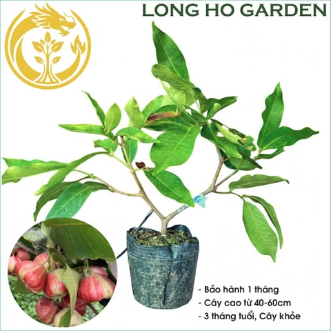 Mận Kiến Lộc
