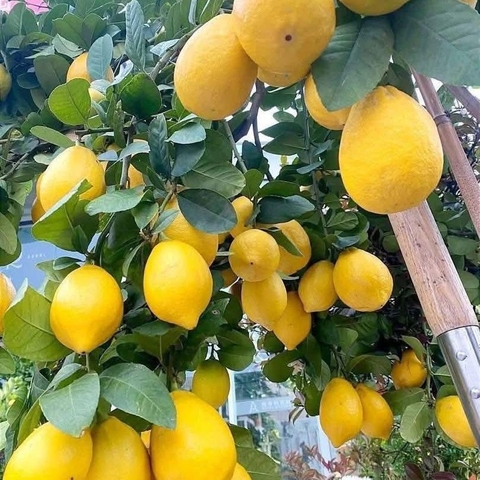 CHANH VÀNG MỸ