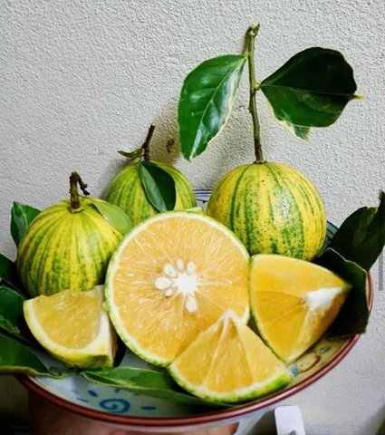 Cam Cẩm Thạch