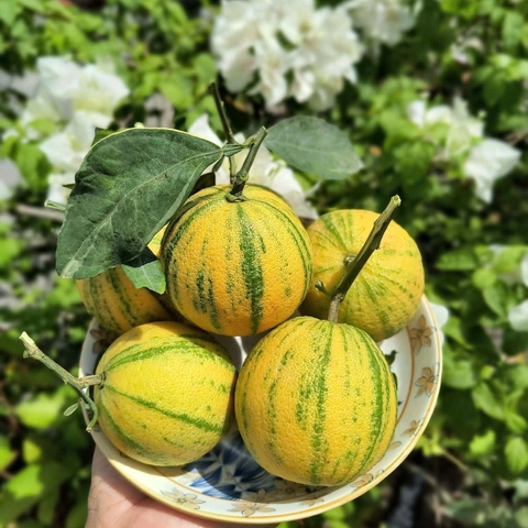 Cam Cẩm Thạch