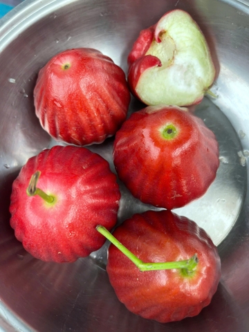 Mận Đỏ Kiến Lộc