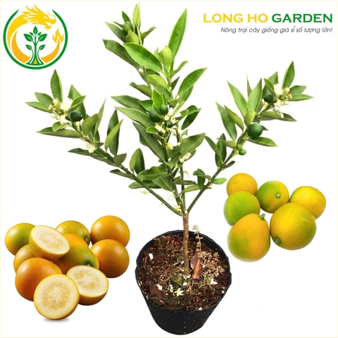 Tắc Ngọt Đài Loan