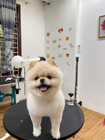 GROOMING Cún