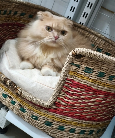 Ổ cói chó mèo có đệm