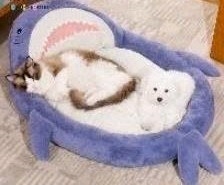 ổ đệm thuyền cá mập màu xanh dương