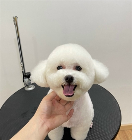 GROOMING Cún Không Tắm