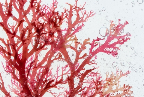 Astaxanthin, NAC, CoQ10: Stack chống oxy đỉnh nhất?