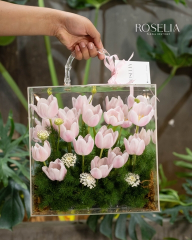 Tulip Grabriella