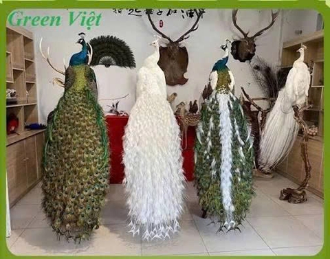 Chim công tiêu bản - Chim công thật hàng có sẵn