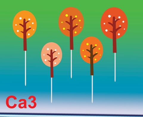 SET CẮM GIẤY CÂY 3A