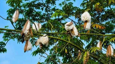 10 Ứng Dụng Bông Gòn Tự Nhiên Hữu Ích Không Thể Bỏ Qua Trong Handmade