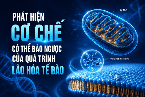 Phát hiện cơ chế đảo ngược lão hóa tế bào nhờ phục hồi chức năng ty thể