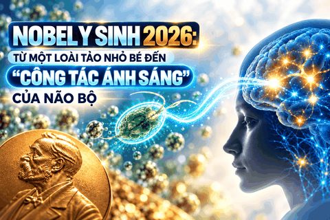 Giải Nobel Y sinh 2026: Từ loài tảo đơn bào đến công tắc ánh sáng điều khiển não bộ