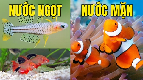 Cá cảnh nước ngọt và cá cảnh nước mặn có gì khác nhau, nên nuôi loại nào?