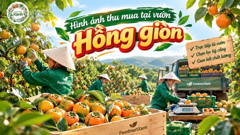 Cùng FoodmartXanh đi tìm đối tác cho mùa vụ quả ngọt tháng 9 – Thăm vườn trại hồng tại Lai Châu