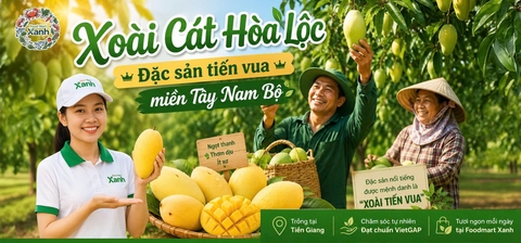 Xoài Cát Hòa Lộc – Đặc Sản Tiến Vua Miền Tây Nam Bộ