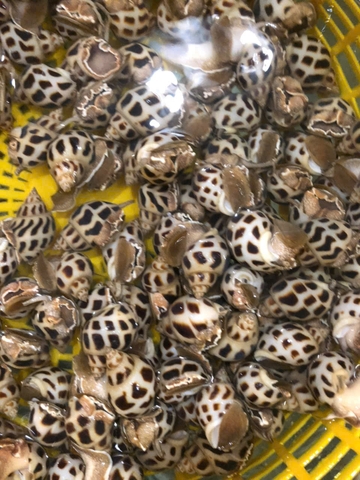 Ốc hương thiên nhiên 40-50 con/kg