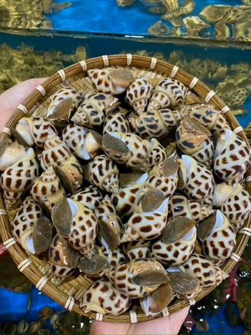 Ốc hương 30-40 con/kg