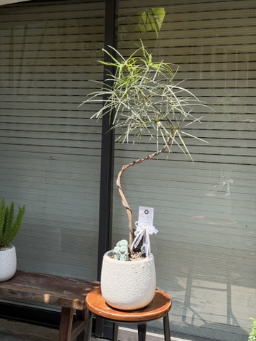 Queensland bottle tree - Cây thân chai úc