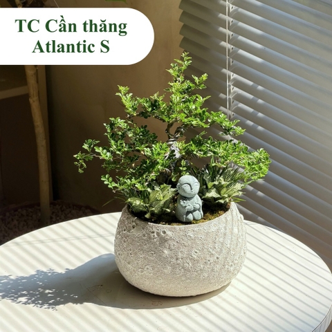 TC cần thăng atlantic hạt dẻ S