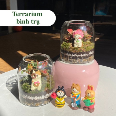 Terrarium bình trụ