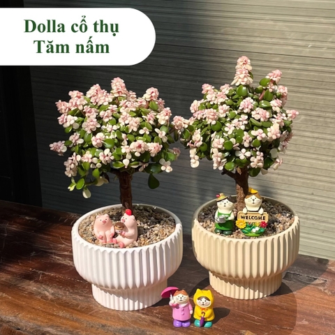 Dolla cổ thụ tăm nấm
