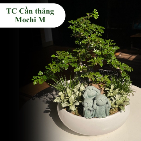 TC cần thăng mochi M