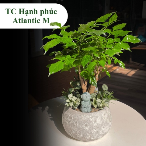 TC hạnh phúc hạt dẻ S